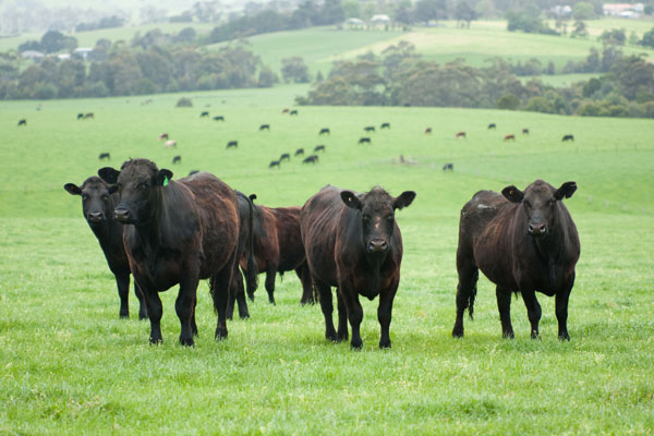 Advanced cattle nutrition course May 16 beef