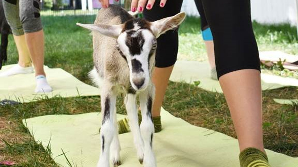 Blessing Nurses Alumni Association hosts goat yoga event for community wellness Blessing Nurses Alumni Association hosts goat yoga event for community wellness