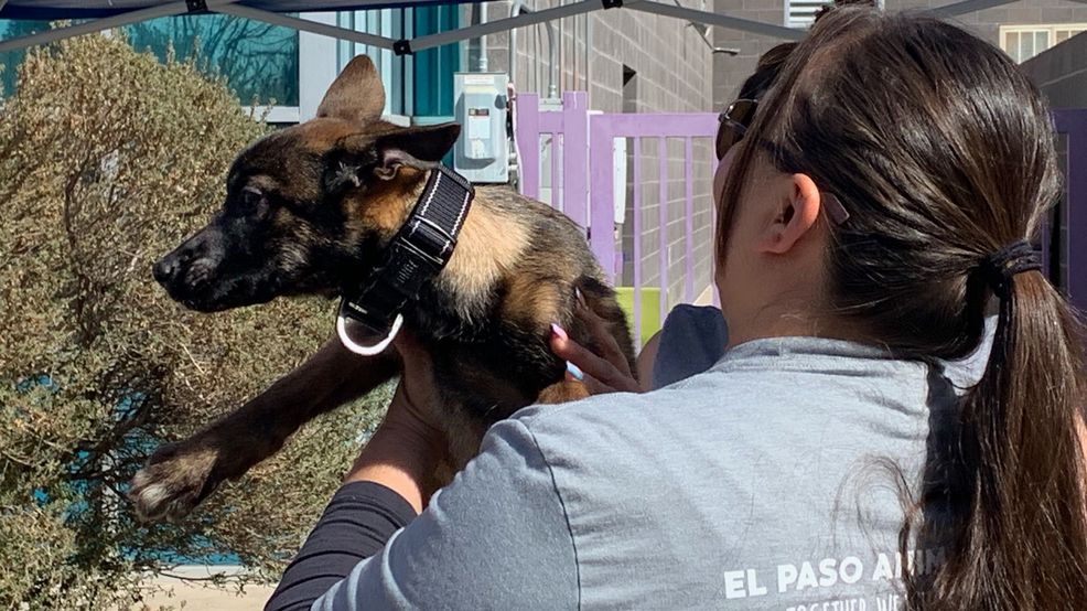 El Paso Animal Services to host first free drive-thru pet wellness clinic of the year El Paso Animal Services to host first free drive-thru pet wellness clinic of the year