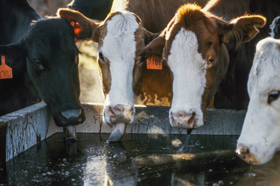 GrainCorp expands Animal Nutrition portfolio GrainCorp expands Animal Nutrition portfolio