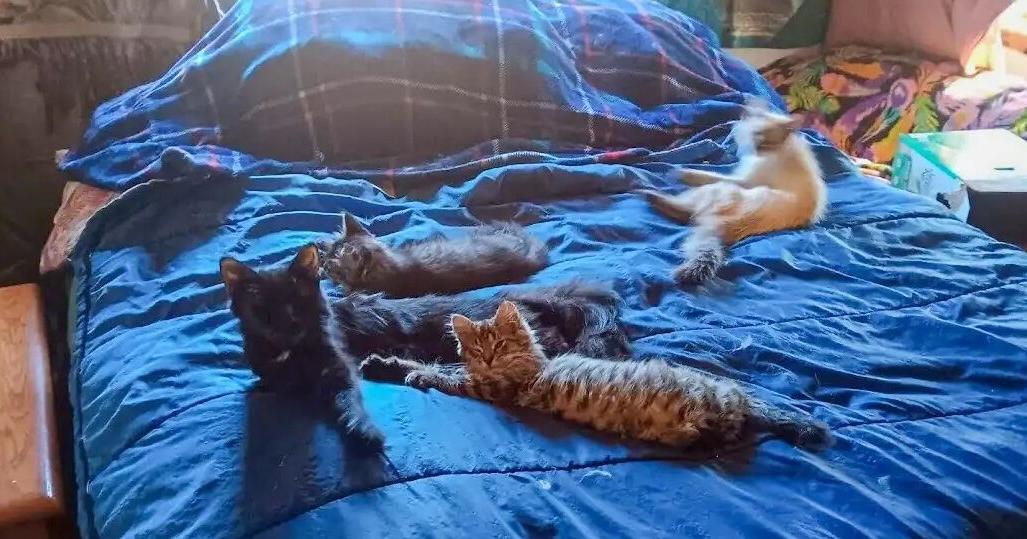 How animal hoarding is straining Minnesota shelters and spotlighting mental health | State How animal hoarding is straining Minnesota shelters and spotlighting mental health | State