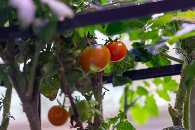 New UNC research offers solutions to income-related nutrition inequities – New UNC research offers solutions to income-related nutrition inequities -