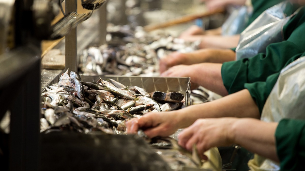 New UNCTAD-WHO analysis reveals trends in processed foods trade New UNCTAD-WHO analysis reveals trends in processed foods trade