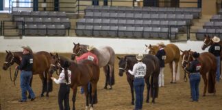 Nutrition for Show Horses – The Horse Quarter Horse halter class at horse show