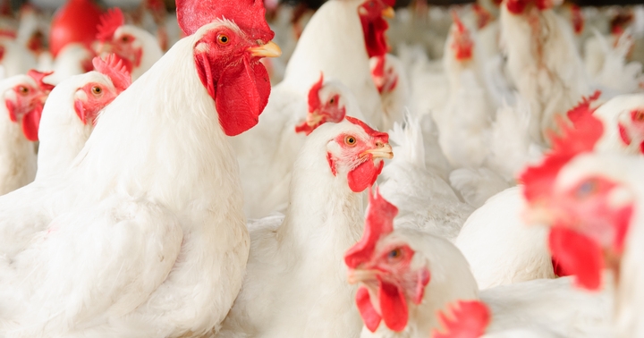 Peas, pea products an attractive source of dietary protein for broilers Peas, pea products an attractive source of dietary protein for broilers