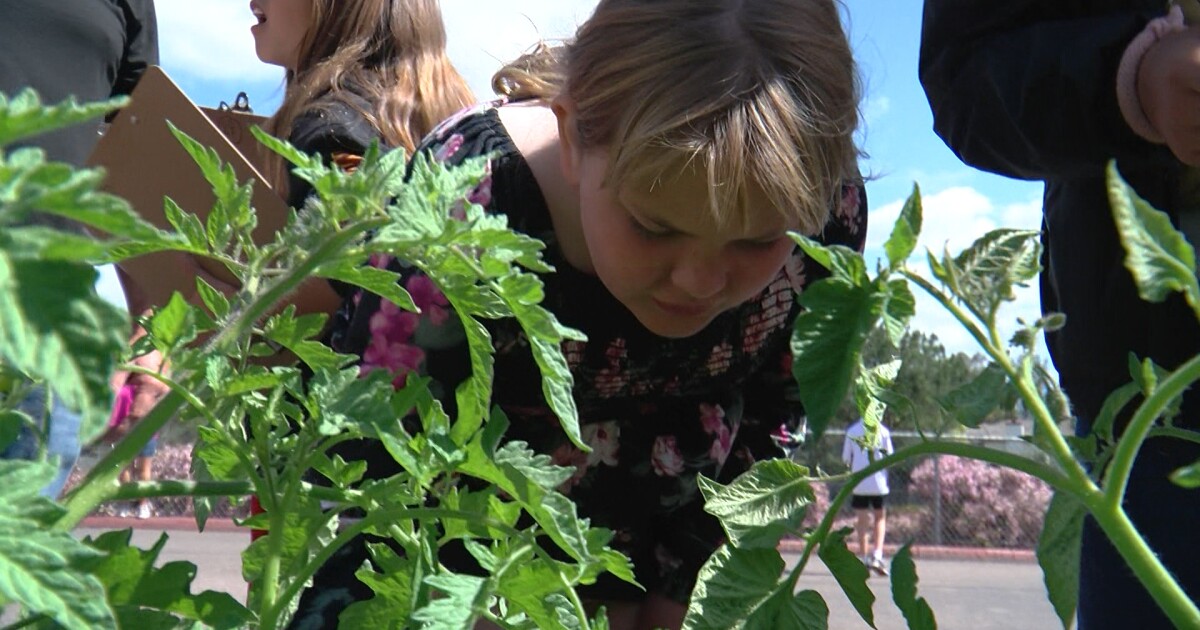 Pilot program brings the farm to school to teach students about nutrition, gardening Pilot program brings the farm to school to teach students about nutrition, gardening