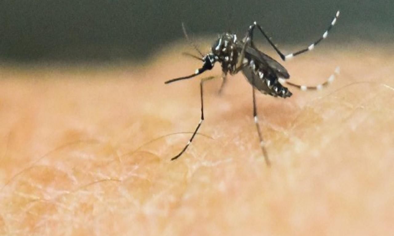 World Malaria Day 2024: Addressing anaemia post-infection, expert shares how nutritional support can help | Health Conditions News World Malaria Day 2024: Addressing anaemia post-infection, expert shares how nutritional support can help