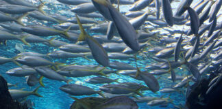 Blue Foods For Improved Nutrition Blue Foods For Improved Nutrition