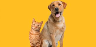 Citypress wins brief for pet nutrition specialist Citypress wins brief for pet nutrition specialist