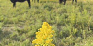 New research project to look at nutritional value of native forbs New research project to look at nutritional value of native forbs