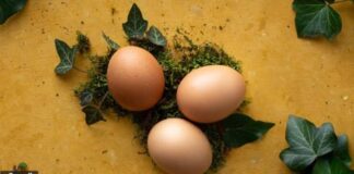 Nutrition Experts Say Eggs Remain a Smart Summer Food Choice Nutrition Experts Say Eggs Remain a Smart Summer Food Choice