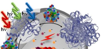 Researchers discover a new mechanism to enhance the fitness Researchers discover a new mechanism to enhance the fitness of neurons against aging and neurodegenerative disease.