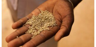 From Forgotten Grain to Superfood, Millets’ Comeback in Health and Nutrition – Industry News Facebook