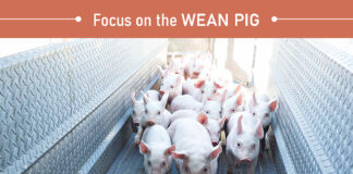 Never Let Up: Wean Pig Health and Nutrition Depends on You Never Let Up: Wean Pig Health and Nutrition Depends on You