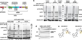 Novel drug molecule could help treat Parkinson’s disease in young patients Novel drug molecule could help treat Parkinson's disease in young patients