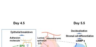 Prostaglandin receptors found to promote embryo implantation Prostaglandin receptors found to promote embryo implantation