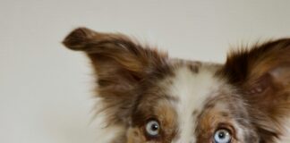 The Raw Food Diet: A Growing Trend In Pet Nutrition The Raw Food Diet: A Growing Trend In Pet Nutrition