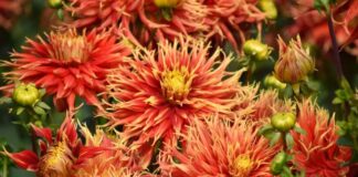 Breakthrough discovery in dahlia flowers could help treat MS, cancer Breakthrough discovery in dahlia flowers could help treat MS, cancer