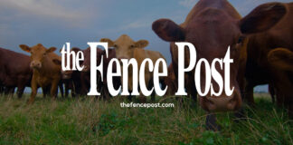 King joins K-State ASI department as assistant professor of animal nutrition King joins K-State ASI department as assistant professor of animal nutrition