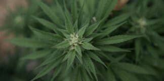Legalizing Marijuana Does Not Jeopardize Mental Health, Studies Show, Contrary To Opponents’ Alarmist Claims (Op-Ed) Legalizing Marijuana Does Not Jeopardize Mental Health, Studies Show, Contrary To Opponents' Alarmist Claims (Op-Ed)