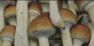 Massachusetts weighs legalizing magic mushrooms for mental health Massachusetts weighs legalizing magic mushrooms for mental health