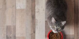 Navigating pet nutrition and talking pet diets with clients Navigating pet nutrition and talking pet diets with clients