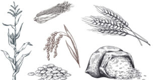 News – Genetic Study Explores Early Human Diet and Digestion News - Genetic Study Explores Early Human Diet and Digestion