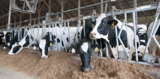 Penn State Dairy Nutrition Workshop to Be Held November 6, 7 Penn State Dairy Nutrition Workshop to Be Held November 6, 7