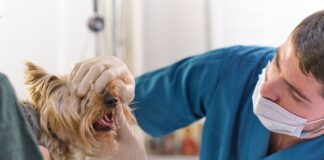 Potential breakthrough in periodontal disease treatment gel Potential breakthrough in periodontal disease treatment gel