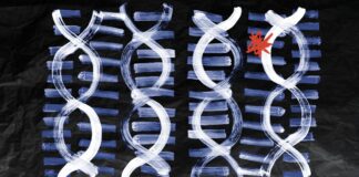 Scientists find combo of 14 genes that improve results Scientists find combo of 14 genes that improve results
