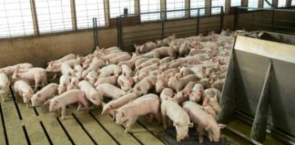 Systems in livestock health, nutrition and production Systems in livestock health, nutrition and production