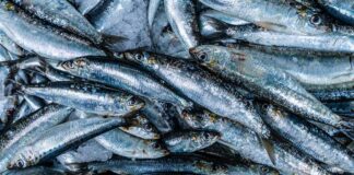 Why the Sardine Diet Isn’t a Healthy Way to Lose Weight Why the Sardine Diet Isn’t a Healthy Way to Lose Weight