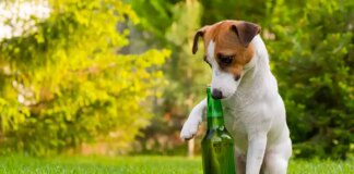 Dog Beer? The Surprising Innovation in the Pet Food Industry Dog Beer? The Surprising Innovation in the Pet Food Industry