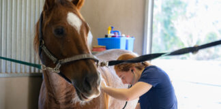 Eckerd College students perform wellness checks at Horses for Handicapped Foundation – News Open search box