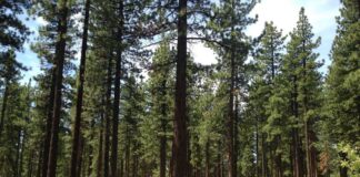 How ‘forest bathing’ can boost your physical and mental health How 'forest bathing' can boost your physical and mental health