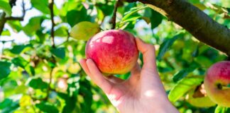 On Nutrition: Preserving summer goodness | Health On Nutrition: Preserving summer goodness | Health