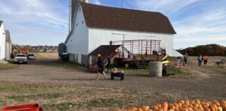 Pumpkins: Great for carving, nutrition, agribusiness | Community Pumpkins: Great for carving, nutrition, agribusiness | Community