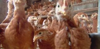 Iowa animal wellness group calls for USDA to better manage bird flu cases Iowa animal wellness group calls for USDA to better manage bird flu cases