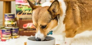 What a Healthy Pet Diet Looks Like Image via