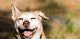 Australia eases rules on hemp in animal nutrition, clears path for compliant products Australia eases rules on hemp in animal nutrition, clears path for compliant products