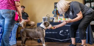 Fresh Pet Nutrition Franchise | Pet Wants Competitive Edge trending_fire_logo