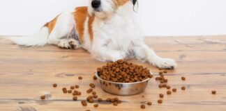 Grain Free Pet Food Market Growth, Trends, and Key Insights 2025 | Grain Free Pet Food Market