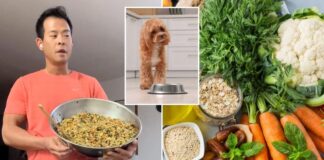 Is ‘human kibble’ the easiest health hack? Dietitian weighs in on viral trend Is 'human kibble' the easiest health hack? Dietitian weighs in on viral trend