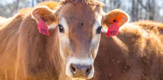 Midwest dairy nutrition conference set for June 2025 in La Crosse Midwest dairy nutrition conference set for June 2025 in La Crosse