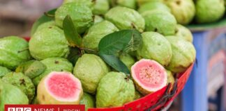 Nutrition: Passion fruit, guava and oda fruits rich in proteins Nutrition: Passion fruit, guava and oda fruits rich in proteins