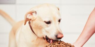 Pet Food Market Growth, Trends & Insights 2025 Pet Food Market