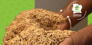 Rice Fortification – An Untapped Opportunity to Improve Nutrition in West and Central Africa – CERFAM CI’s Bulletin #13 (April 2025) – Senegal Rice Fortification - An Untapped Opportunity to Improve Nutrition in West and Central Africa - CERFAM CI's Bulletin #13 (April 2025) - Senegal