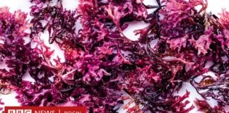 Sea moss benefits: Na miracle cure or just anoda wellness trend? Sea moss benefits: Na miracle cure or just anoda wellness trend?