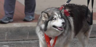 Slideshow: More action from the Ogden Wellness Weekend presented by WVU Medicine Slideshow: More action from the Ogden Wellness Weekend presented by WVU Medicine