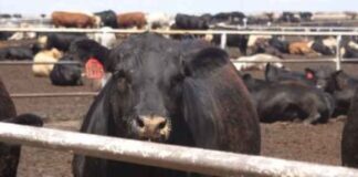 Study finds early life nutrition affects health, performance, carcass traits Study finds early life nutrition affects health, performance, carcass traits